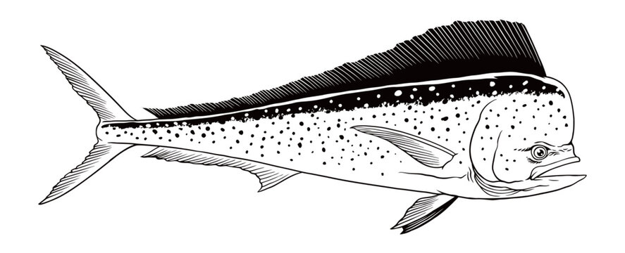 Mahi-Mahi Fish Hand Drawn Illustration Vintage