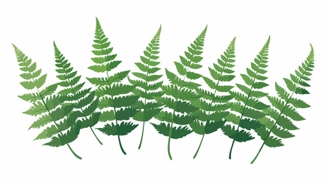 Fern Leaves flat vector isolated on white background