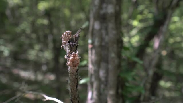 Dry shell or shell of a cicada insect in the forest on a tree. Cicada after hatching