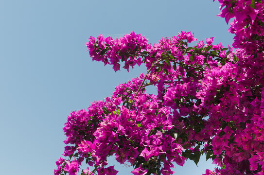 Bougainvillea in bloom (Bougainvillea spectabilis)