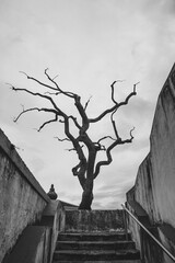 Lonely, leafless tree silhouette under overcast sky. Eerie yet captivating image portraying stark...