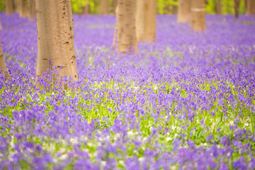 Bluebells among the trees in the forest.