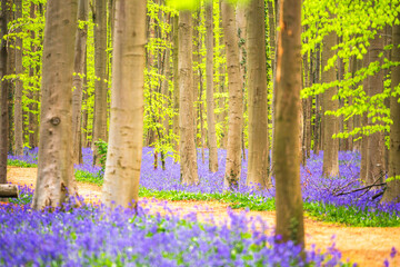 Bluebells among the trees in the forest. - 766890349