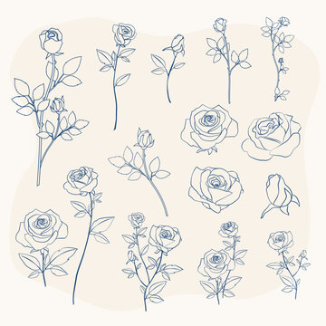 free vector Rose flower drawing	