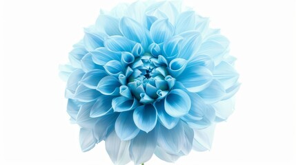 An isolated light blue flower against a white background. Closeup. A big shaggy flower for design. Dahlias.