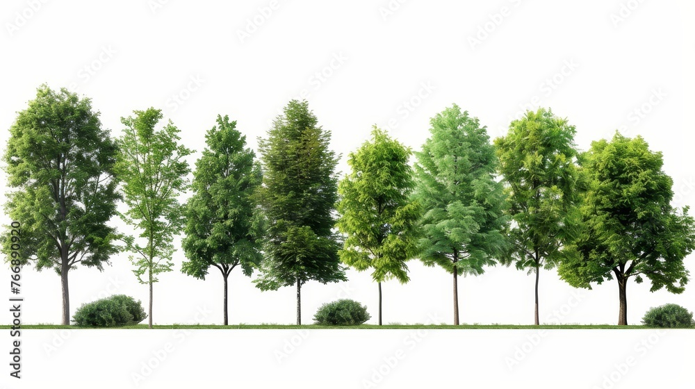 Poster A row of trees and shrubs isolated on a white background in summer. Forest and foliage in summer.