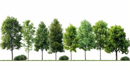 A row of trees and shrubs isolated on a white background in summer. Forest and foliage in summer.