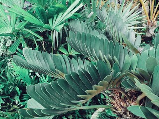 Beautiful of green tropical leaves
