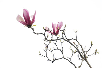 Two pink magnolia flowers blooming on a branch. Solid white background. - obrazy, fototapety, plakaty