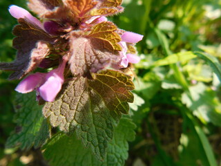 fiore in campagna nel mese di aprile