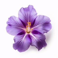 Purple Flower on a white background