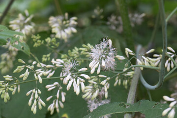 フワフワで白いタケニグサ（Macleaya cordata）の花と蕾／夏