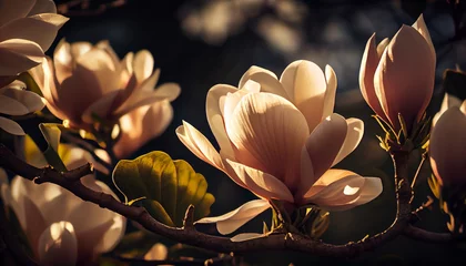 Zelfklevend Fotobehang Beautiful blooming magnolia flower on branch, spring fresh air morning after rain. Natural sunlight bokeh. Generative AI © Anna