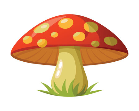  Mushroom Vegetables flat vector illustration on white background
