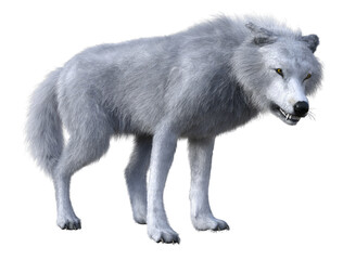 3D Rendered White Wolf on Transparent Background - 3D Illustration
