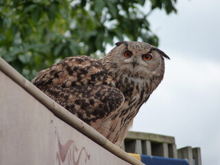 Hibou