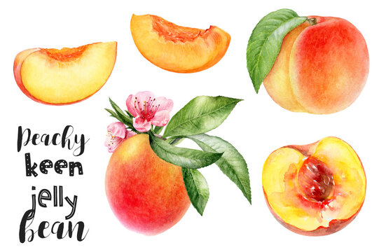Watercolor illustration of peach fruits set close up. Design template for packaging, menu, postcards.