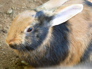 Lapin dans une ferme