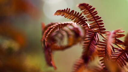 Vue rapprochée de feuilles de fougère aux teintes flétries