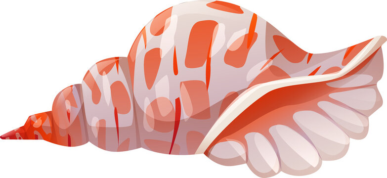 Ribbed Cantharus Conch