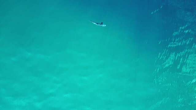 Reef sharks black fin blue turquoise ocean. Fantastic aerial top view flight vertical bird's eye view drone
4k