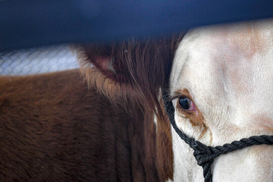 Polled Hereford close up sneak peek
