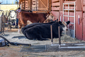 Show barn life at a youth cattle show