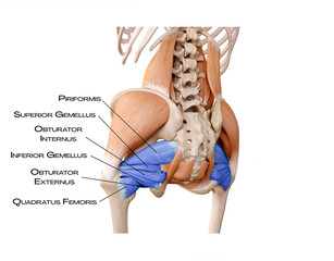 Extrarotatores of the hip in the deep front line - piriformis, superior gemelleus, inferior gemelleus, obturator internus, obturator externus, quadratus femoris