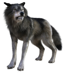 3D Rendered Gray Wolf on Transparent Background - 3D Illustration