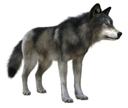 3D Rendered Gray Wolf on Transparent Background - 3D Illustration