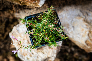 Phlox subulata or moss plox plant standing on rural stone wall