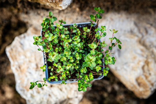 Thymus serpyllum herb plant standing on rural stone wall