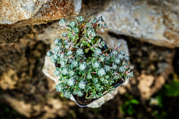 Sedum spathulifolium stonecrop plant standing on rural stone wall