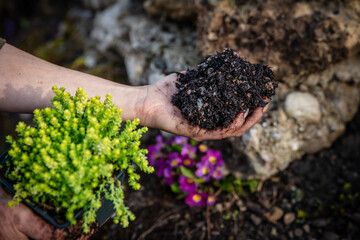 Ground cover planting with a sedum acre stonecrop and soil, gardening on rock wall