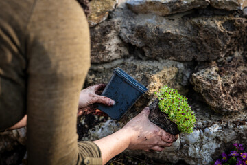 Woman planting a Saxifraga bryoides on a rural rock wall in the garden, plants and gardening