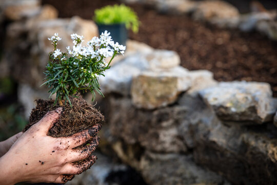 Woman planting a iberis sempervirens on a rural rock wall in the garden, gardening and plants