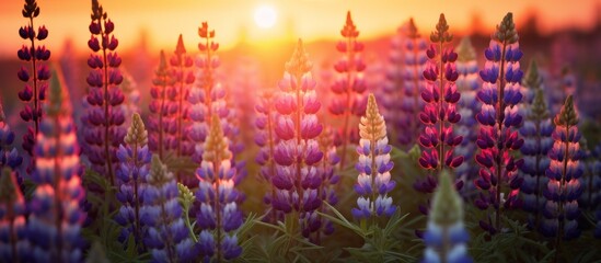 A field of purple lupine flowers at sunset, with the sun shining through the petals creating a beautiful natural landscape
