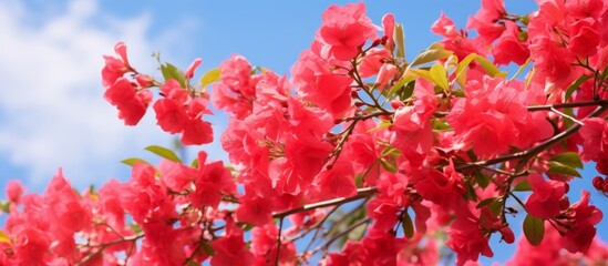 A vibrant tree with red flowers, blossoming against a beautiful blue sky in a natural landscape. This stunning sight is a mustsee for any nature lover traveling to witness the event