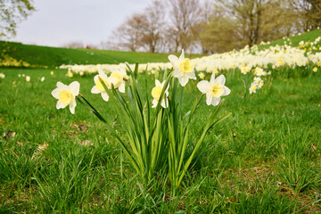 Daffodils at Easter time on a meadow. Yellow white flowers shine against the grass