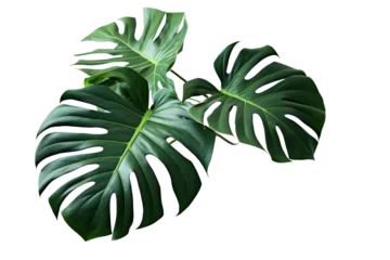 Tapeten Monstera Dark green leaves of monstera or split-leaf philodendron (Monstera deliciosa) the tropical foliage plant growing in wild isolated on white background, clipping path included.