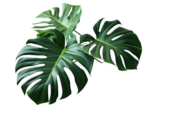 Dark green leaves of monstera or split-leaf philodendron (Monstera deliciosa) the tropical foliage plant growing in wild isolated on white background, clipping path included.