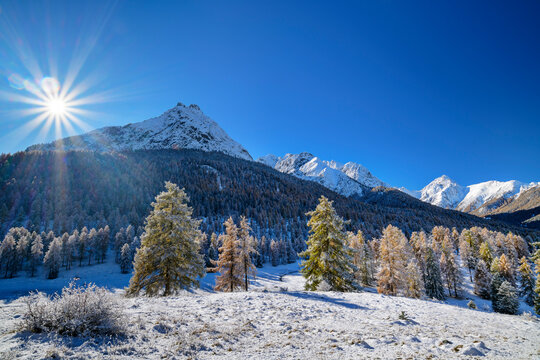Larch trees near snowcapped Sesvenna Alps on sunny day, Tarasp, Lower Engadine, Engadine, Grisons, Switzerland