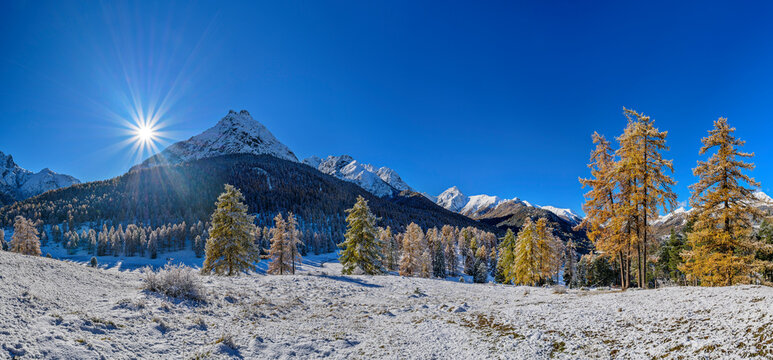 Larch trees near snowcapped Sesvenna Alps, Tarasp, Lower Engadine, Engadine, Grisons, Switzerland