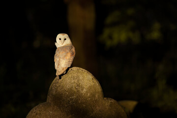 Small owl perched on rock by a tree.