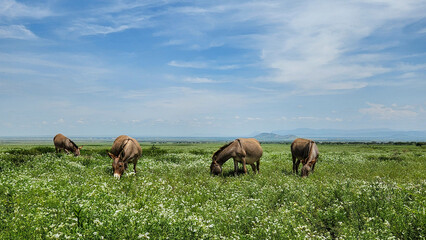 Fototapeta na wymiar Donkeys grazing in Ngorongoro National Park