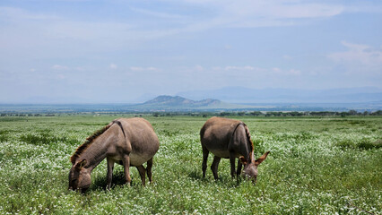 Donkeys grazing in Ngorongoro National Park