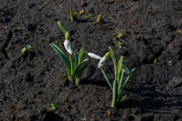 Beautiful white snowdrops Galanthus nivalis are growing in the home garden. Symbol of spring and awakening to life after winter