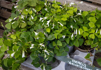 Lucky Clover for sale at a flower shop