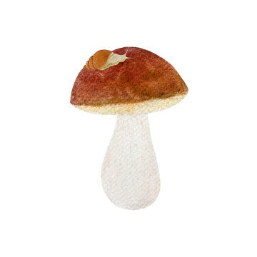 Porcini mushroom with a snail watercolor isolated on white