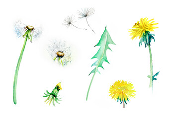 Set of watercolor dandelion flower elements